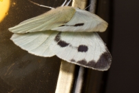 La Piride du chou. Une femelle (Lpidoptre - Pieridae - Pieris brassicae)